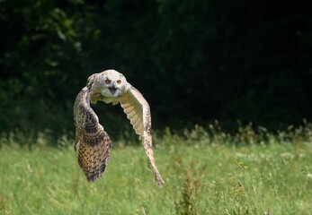 flying owl