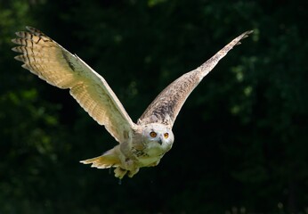flying owl