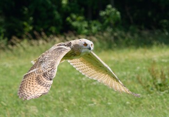 flying owl