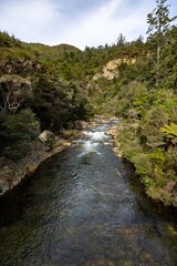 A scenic view of a river flowing through a lush, green forest in New Zealand. The water rushes over...