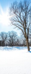 A bright winter day with a clear blue sky, sunlight shining through leafless trees standing on a blanket of fresh snow.