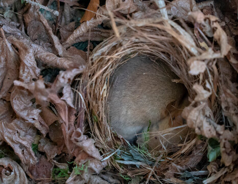 Two hazel dormice sleeping in nest