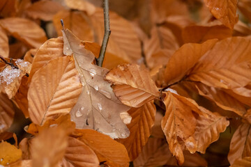 Orange autumn leaves with water drops