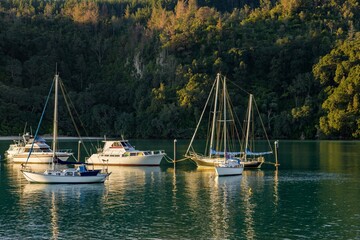 Sailboats and yachts are moored in a calm bay in New Zealand. The boats are tied to posts, gently...