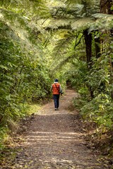 Obraz premium A photographer walks along a path in a lush forest in Whangamata, New Zealand. He is carrying his camera, seeking to capture the beauty of the natural environment.