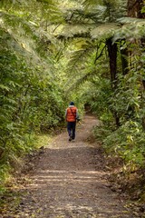 A photographer walks along a path in New Zealand. He is surrounded by lush green ferns and trees....