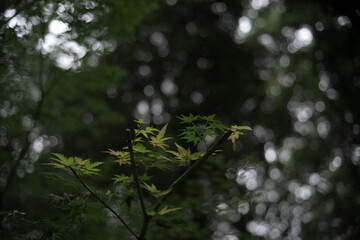 Japanese Maple leaves natural bokeh background