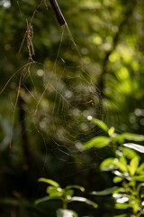 A spider web hangs between branches in a forest, waiting for prey. The web is illuminated by...