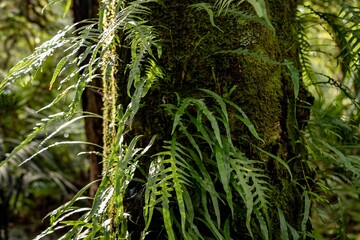 Moss covers a tree trunk in New Zealand, while ferns grow from the trunk. The ferns thrive in the...