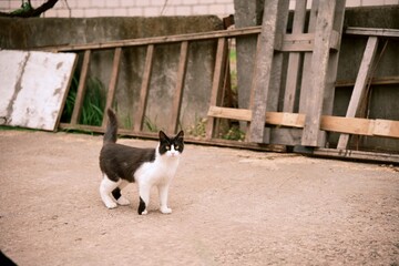 A domestic cat strolls in the courtyard. The black-and-white coat of the animal. Photo 2.