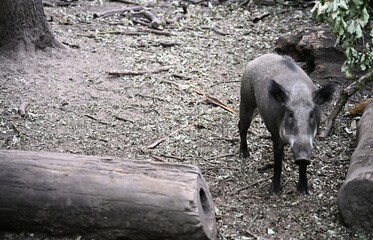 A picture of a wild boar in its natural habitat. Shades of grey. Photo 2.