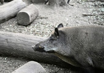 A picture of a wild boar in its natural habitat. Shades of grey. Photo 1.