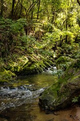 Obraz premium A stream flows through a lush forest in New Zealand. Moss-covered rocks line the banks, and sunlight filters through the trees, creating a serene and natural scene.
