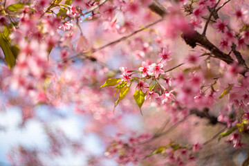 cherry blossom in spring