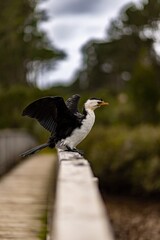 Little Pied Cormorant spreads its wings while perched on a wooden bridge railing. Drying its feathers in New Zealand.