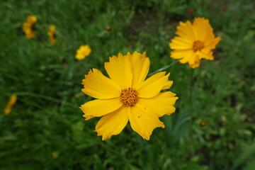 Close view of yellow flower of Coreopsis lanceolata in mid June