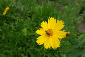 Insect pollinating yellow flower of Coreopsis lanceolata in June