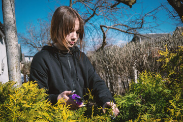 Young person in black hoodie trims a green plant in a garden on a sunny day. Gardening and spring...