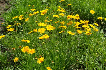 Fototapeta premium Simple yellow flowers of Coreopsis lanceolata in June