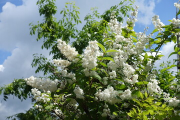 A lot of white flowers of double Deutzia crenata in June