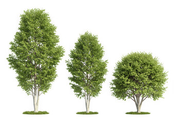 Three birch trees of varying heights isolated on transparent background