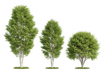Three birch trees of varying heights isolated on transparent background