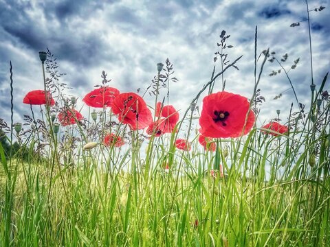 Klatschmohn