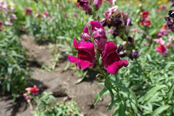 Macro of magenta colored flowers of Antirrhinum majus in mid July
