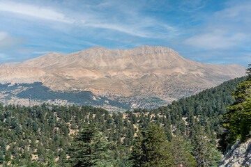 Fototapeta premium Cedar forest (Taurus cedar, Sedir, Cedrus libani). Behind the trees lies the Taurus Mountains, a range of bare, steep cliffs rising impressively. The upper parts of the mountain are arid and rocky.
