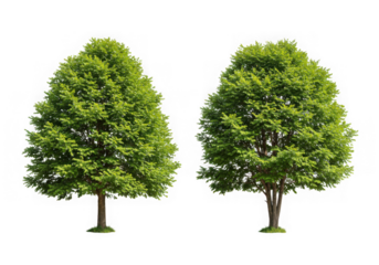 Two lush green trees isolated on transparent background