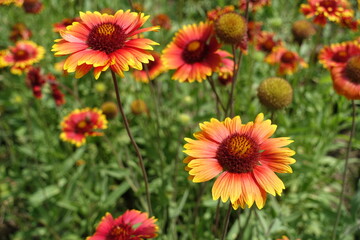 Closeup of red and yellow flowers of Gaillardia aristata in June