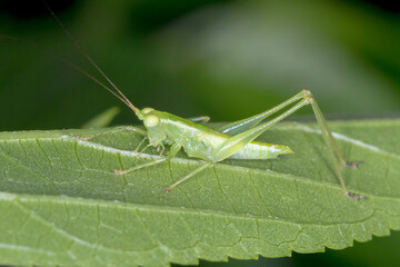 Quiet-Calling Katydid (Austrophlugis debaari) Resting on Leaf Blade