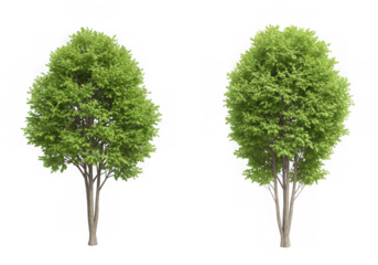 Two lush green trees isolated on transparent background