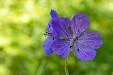A cranesbill (Geranium) flower in the middle of July.