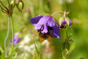 A cranesbill (Geranium) flower wth a bumble-bee in the middle of July.