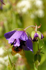 A cranesbill (Geranium) flower wth a bumble-bee in the middle of July.