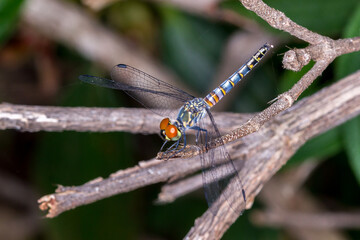 Palemouth Dragonfly (Brachydiplax denticauda) - perched, showing vivid abdominal markings

