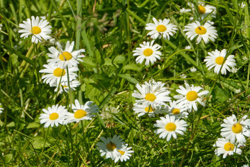 Oxeye daisy (Leucanthemum vulgare) in green grass.