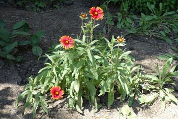 Full length view of Gaillardia aristata in bloom in June