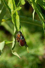 Phyllopertha horticola, the garden chafer or garden foliage beetle