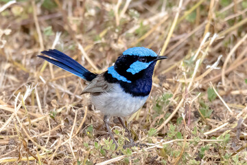 Obraz premium Male Superb Fairywren Standing in Dry Grass