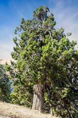 An old and characteristic juniper or Juniperus sp. (Ardıç) tree growing in its natural habitat. The tree presents a striking image for those who document the botanical or aesthetic beauty of old trees