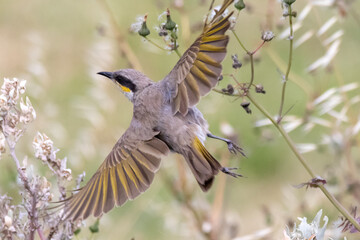 Singing Honeyeater in Flight Among Native Grasses