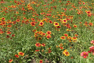 Lots of red and yellow flowers of Gaillardia aristata in June