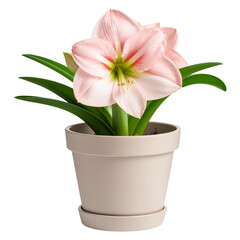 Obraz premium Single Pink Amaryllis Bloom with Curved Leaves in Matte Pot, Artistic Side View PNG