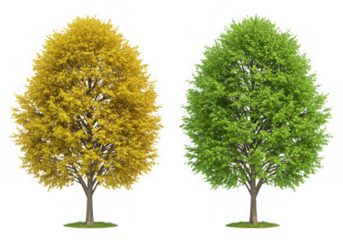 Two trees isolated on transparent background, one with vibrant yellow autumn leaves and the other with lush green spring leaves
