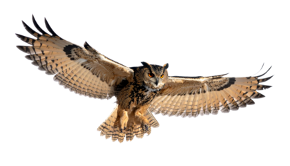 飛翔するフクロウ・背景透過の切り抜きPNG素材・知性と神秘の象徴