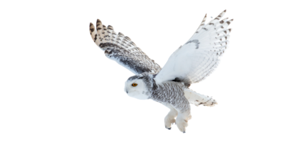 飛翔するフクロウ・背景透過の切り抜きPNG素材・知性と神秘の象徴