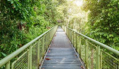 View of canopy walkway in Sepilok, Borneo, Malaysia.