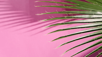 A close-up of green palm leaves casting sharp shadows on a bright pink background. The image...